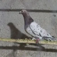 یه جفت کوهی نامور|حیوانات|همدان, |دیوار