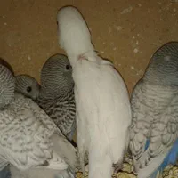 عروس هلندی طوطی ملنگو طوطی برزیلی مرغ عشق فنچ|پرنده|کرج, حصارک بالا|دیوار