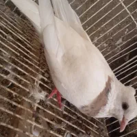 کبوتر طوقی|پرنده|شادگان, |دیوار