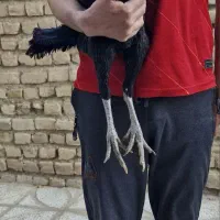 مرغ و خروس لاری اصیل|حیوانات مزرعه|شیروان (خراسان), |دیوار