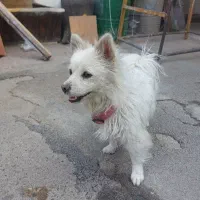 واگذاری پامر