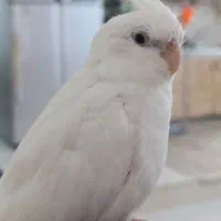 عروس هلندی البینو فول دستی