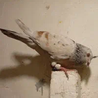 هفت رنگ خطی