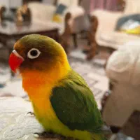 جوجه برزیلی دستی|پرنده|شهریار, شهرک وائین|دیوار