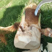 انجامه تمام کار های نخل او باغچه او علف زنی|خدمات باغبانی و درختکاری|شادگان, |دیوار