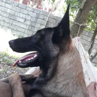 سگ مالینویز بلژین نر و ماده جفت با هم