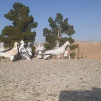 کبوتر ساده هوایی|پرنده|مشهد, سیس‌آباد|دیوار