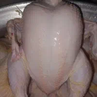 مرغ گرم وتازه