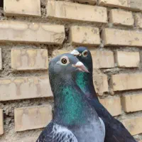 چندجفت پلاکی جحت برکت