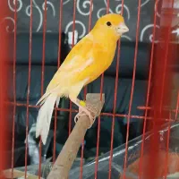 قناری ماده پرتقالی آماده