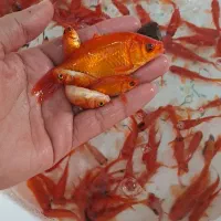 بار جدید ماهی قرمز  و گلدفیش شارژ شد