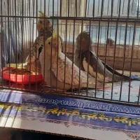 عروس هلندی|پرنده|رودسر, |دیوار