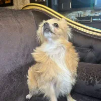 فروش سگ پامر|سگ|دوگنبدان, |دیوار