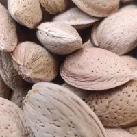 بادام سنگی