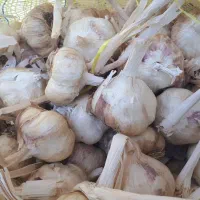 فروش سیر