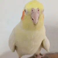 مرغ عروس دستی|پرنده|آران و بیدگل, |دیوار