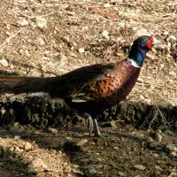 مرغ و خروس های زببا و پر تکثیر