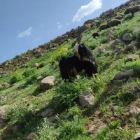بزغاله نر داشتی