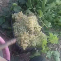 عسگری شیرین ابدار|خوردنی و آشامیدنی|مشهد, فرخد|دیوار