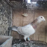 کفتر پلاکی|پرنده|قم, شهر قائم|دیوار