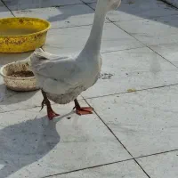 دو عدد قو غاز نر لیندا اصیل|حیوانات مزرعه|آمل, |دیوار