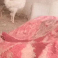 مرغ سیاه تخم گذار وجوجه