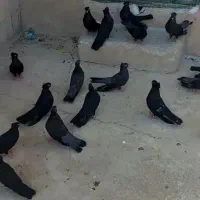 فروش چند جفت سیاه گلال پهن شور