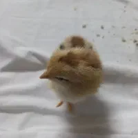 کتاب دخترونه