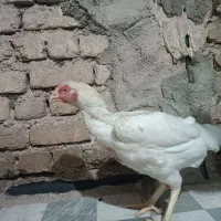 مرغ لاری|حیوانات مزرعه|فولادشهر, A1|دیوار