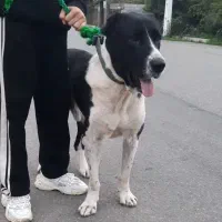 سگ سرابی سن 3 سال|سگ|رامسر, |دیوار