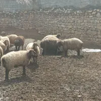 میش بره دار