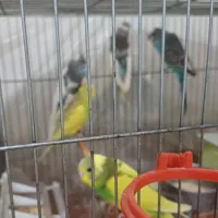 مرغ عشق|پرنده|جیرفت, |دیوار