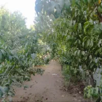 ۳۰۰ متر باغچه  سند تک‌برگ  بلوار امام  حسین