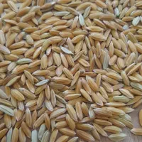 چلتوک با کیفیت