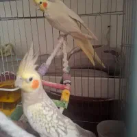 عروس هلندی