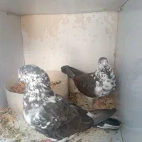 کبوتر کفتر|پرنده|گلستان (تهران), |دیوار