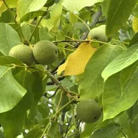 باغ دشت ارژن   باغشهری