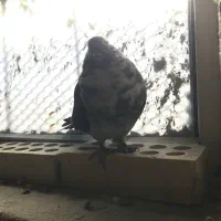 کبوتر نر قاره پرشی|پرنده|فرخشهر, |دیوار