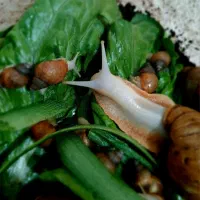 حلزون های آچاتینو|خزنده|ایلام, |دیوار