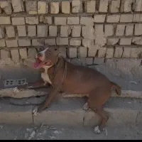 پیتبول. پیت بول مژدگانی یک جفت توله و ۵ تومن|حیوانات|مشهد, شترک|دیوار