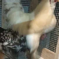 خروس سلطان|حیوانات مزرعه|سامان, |دیوار