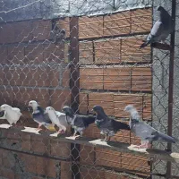 کبوتر پرشی|پرنده|سورک, |دیوار