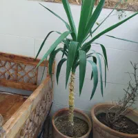 سانسوریا یوکا آلوراکاکتوس پتوس انجیری کالانگو توت