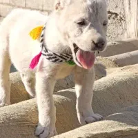 سگ آلابای اصیل