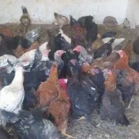 تخچه مرغ و خروس|حیوانات مزرعه|نیشابور, ابراهیمی|دیوار