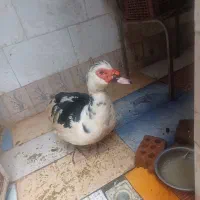 اردک اراعیلی