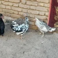 تخم مرغ نطفه دار|حیوانات مزرعه|لاران, |دیوار