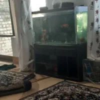 دوعدد اکفاریوم