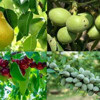 نهالستان عرفان نهال.پخش عمده و جزئی انواع نهال