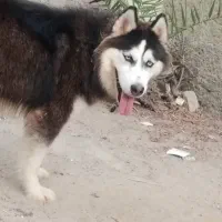 سگ هاسکی چش آبی